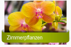 Zimmerpflanzen